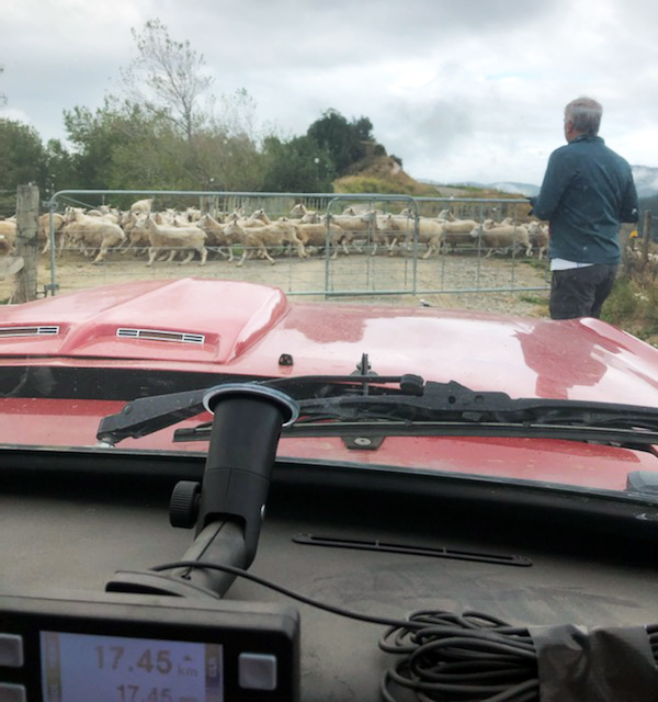 Sheep Crossing