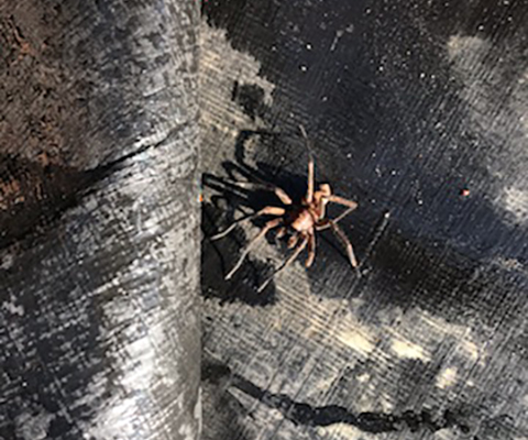 Itsy Bitsy Spider