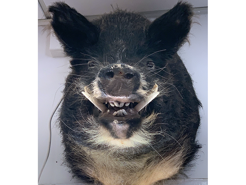 Wild Boar