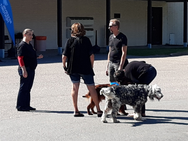 Finland DOgs