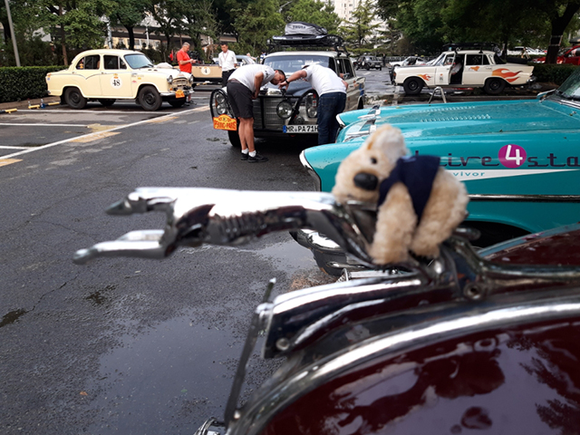 Koala on the Ford