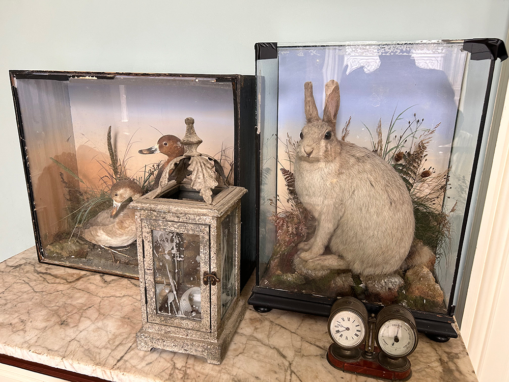 taxidermy