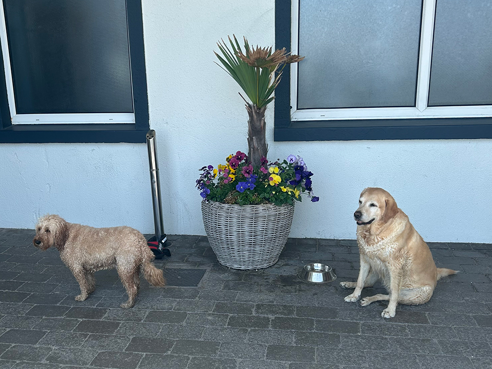 dogs