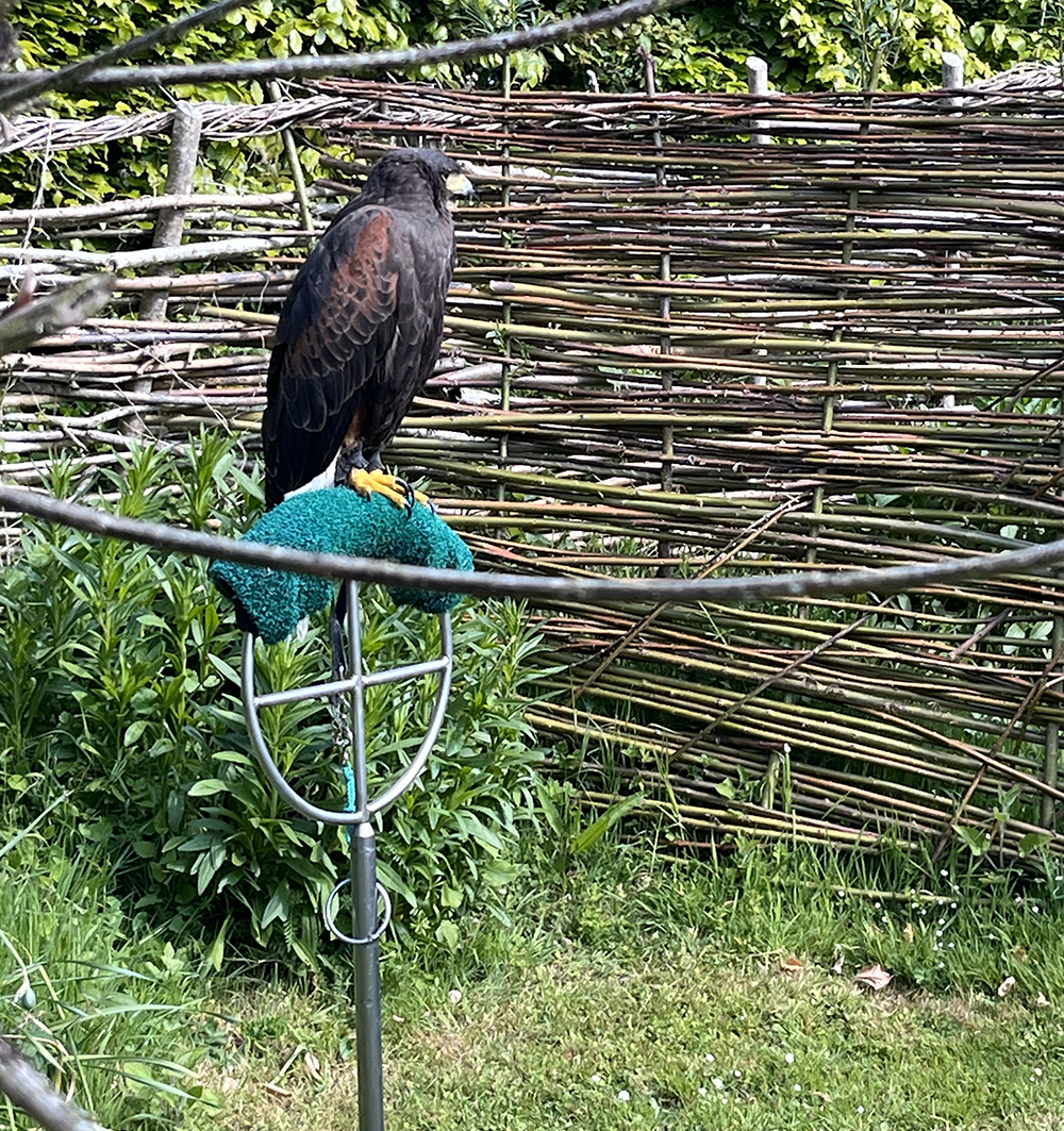 falcon