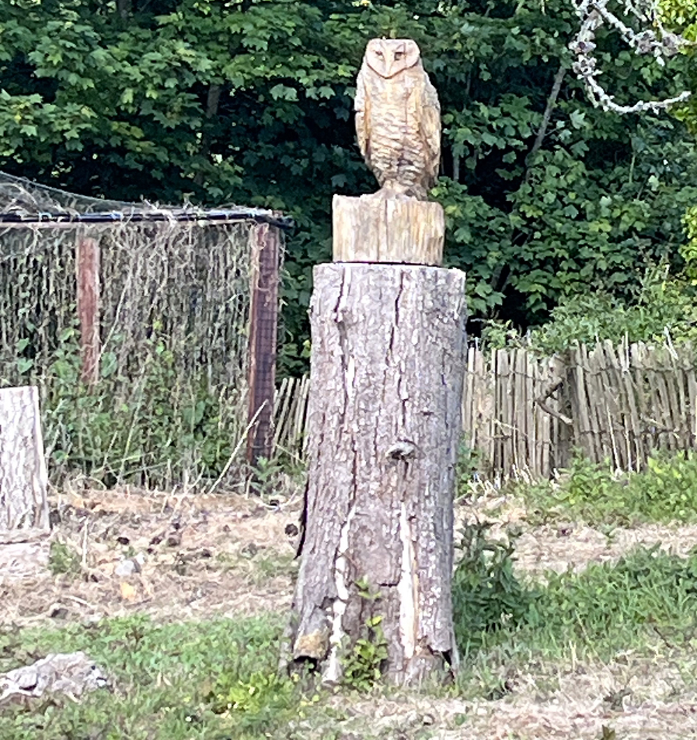 owl