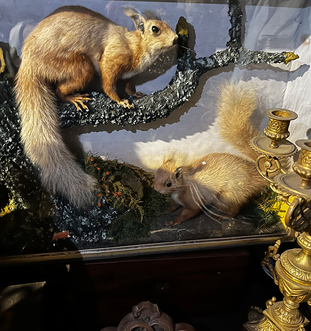 Irish vermin