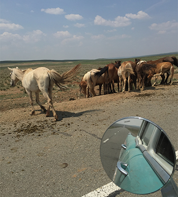 Wild Horses